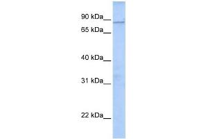 WDTC1 antibody used at 1 ug/ml to detect target protein. (WDTC1 anticorps  (N-Term))