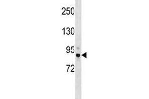 Tbk1 antibody western blot analysis in mouse cerebellum tissue lysate. (TBK1 anticorps  (AA 8-35))