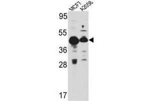 Image no. 1 for anti-Proliferation-Associated 2G4, 38kDa (PA2G4) (Middle Region) antibody (ABIN452929) (PA2G4 anticorps  (Middle Region))