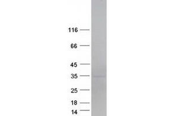 C18orf1 Protein (Myc-DYKDDDDK Tag)