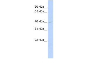 Western Blotting (WB) image for anti-N-Acylethanolamine Acid Amidase (NAAA) antibody (ABIN2458910) (NAAA anticorps)