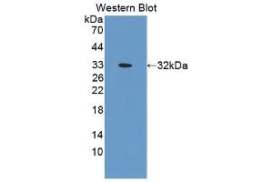 Detection of Recombinant OPN, Mouse using Polyclonal Antibody to Osteopontin (OPN) (Osteopontin anticorps  (AA 138-294))