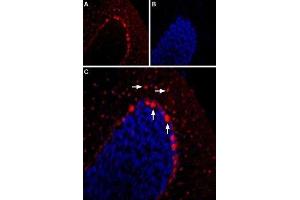 Expression of 5-Hydroxytryptamine receptor 2B in mouse cerebellum - Immunohistochemical staining of mouse cerebellum using Anti-5HT2B Receptor (HTR2B) (extracellular) Antibody (ABIN7043619, ABIN7045288 and ABIN7045289) (1:400). (Serotonin Receptor 2B anticorps  (Extracellular, N-Term))