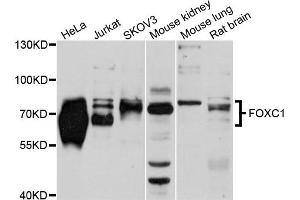 Western blot analysis of extracts of various cell lines, using FOXC1 antibody (ABIN5975815) at 1/1000 dilution. (FOXC1 anticorps)