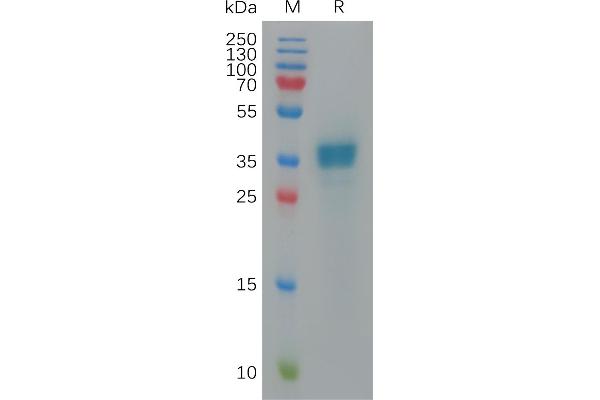 CXCL9 Protein (Fc Tag)