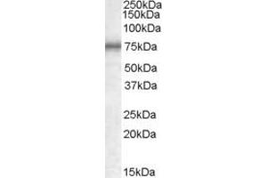 Western Blotting (WB) image for anti-Methylphosphate Capping Enzyme (MEPCE) (AA 666-677) antibody (ABIN490345) (MEPCE anticorps  (AA 666-677))