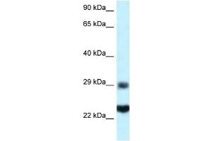 Western Blot showing RPS9 antibody used at a concentration of 1 ug/ml against HepG2 Cell Lysate (RPS9 anticorps  (C-Term))