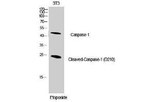 Western Blotting (WB) image for anti-Caspase 1 (CASP1) (Asp210), (cleaved) antibody (ABIN3172727) (Caspase 1 anticorps  (Asp210, cleaved))