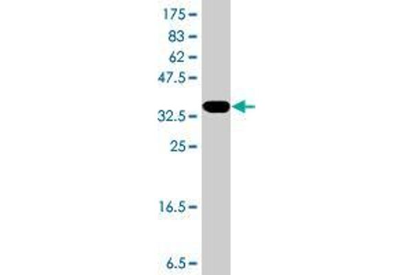 TP53AIP1 anticorps  (AA 1-108)