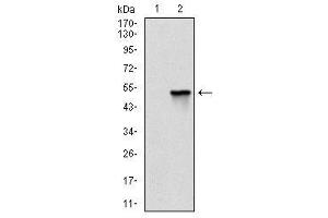 Western Blotting (WB) image for anti-Fast Skeletal Troponin I (TNNI2) antibody (ABIN1107197) (TNNI2 anticorps)