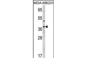 Western blot analysis of BAG1 Antibody (C-term) (ABIN389451 and ABIN2839520) in MDA-M cell line lysates (35 μg/lane). (BAG1 anticorps  (C-Term))