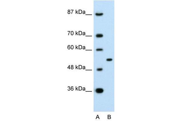 APBA1 anticorps  (N-Term)