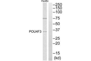 Western Blotting (WB) image for anti-POU Domain, Class 4, Transcription Factor 3 (POU4F3) (C-Term) antibody (ABIN1850515) (POU4F3 anticorps  (C-Term))