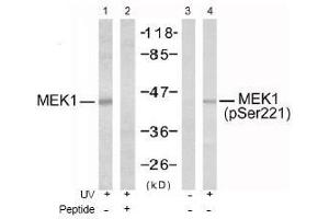 Image no. 1 for anti-Mitogen-Activated Protein Kinase Kinase 1 (MAP2K1) (pSer221), (pSer222) antibody (ABIN196889) (MEK1 anticorps  (pSer221, pSer222))