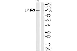 Western Blotting (WB) image for anti-EPH Receptor A3 (EPHA3) antibody (ABIN1848402) (EPH Receptor A3 anticorps)