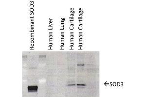 Western Blot analysis of Human cartilage lysates showing detection of SOD3 protein using Mouse Anti-SOD3 Monoclonal Antibody, Clone 4GG11G6 . (SOD3 anticorps  (PerCP))