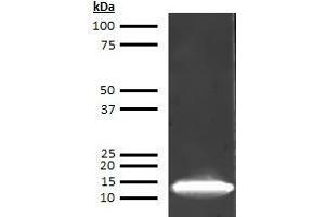 Western Blotting (WB) image for anti-Fatty Acid Binding Protein 1, Liver (FABP1) antibody (Biotin) (ABIN613095) (FABP1 anticorps  (Biotin))