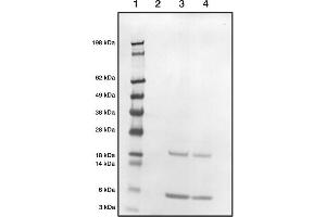 Western blot demonstrating our polyclonal detecting native bovine S100 (P02638, P02639) at 1in2000 dilution (1 = Marker, 2 =Blank, 3 =S100 (3μ), 4=S100 (3μ)) (S100A1 anticorps)