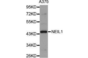 Western blot analysis of extracts of A375 cell line, using NEIL1 antibody. (NEIL1 anticorps)