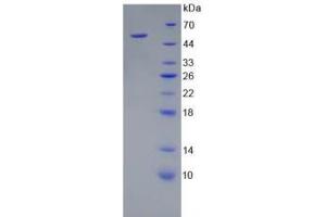 SDS-PAGE analysis of Mouse Kallikrein 8 Protein. (Kallikrein 8 Protein (KLK8))