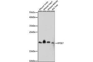 Western blot analysis of extracts of various cell lines, using RPS17 antibody (ABIN7270015) at 1:1000 dilution. (RPS17 anticorps  (AA 1-100))