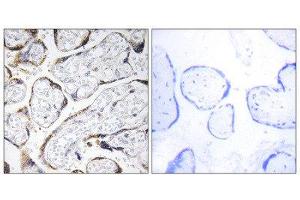 Immunohistochemistry (IHC) image for anti-Fibulin 4 (FBLN4) (Internal Region) antibody (ABIN1851283) (FBLN4 anticorps  (Internal Region))