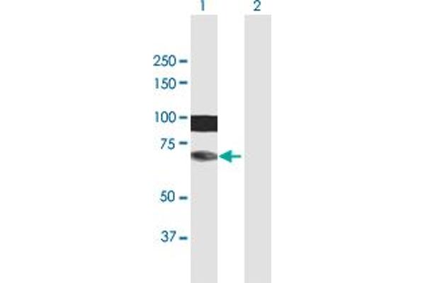 HIRIP3 anticorps  (AA 1-556)