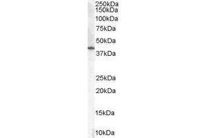 Western Blotting (WB) image for Hydroxy-delta-5-Steroid Dehydrogenase, 3 beta- and Steroid delta-Isomerase 1 (HSD3B1) peptide (ABIN368919)