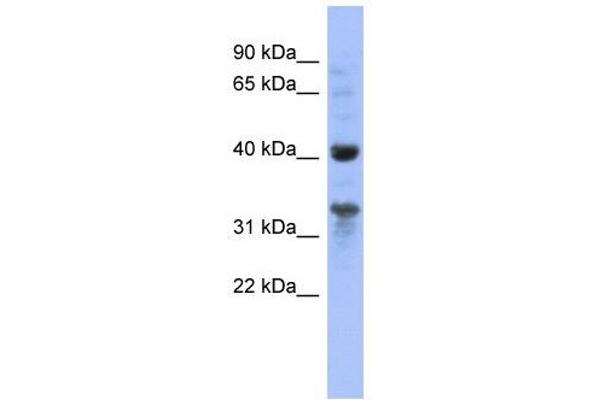 MRPL37 anticorps  (N-Term)