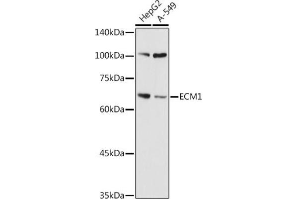 ECM1 anticorps  (AA 150-250)