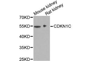 Western blot analysis of extracts of various cell lines, using CDKN1C antibody (ABIN1871758) at 1:1000 dilution. (CDKN1C anticorps)