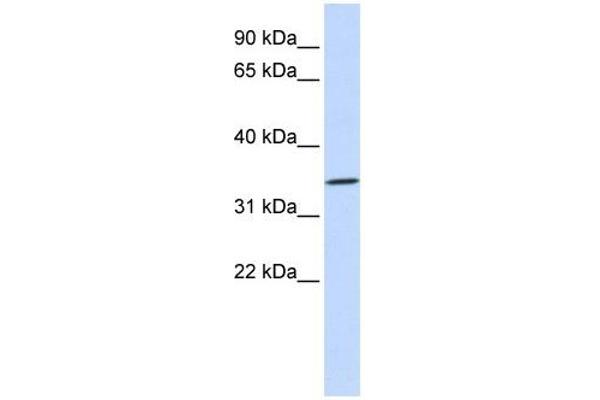 RHCE anticorps  (N-Term)