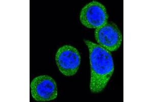 Immunofluorescence (IF) image for anti-Corticotropin Releasing Hormone Receptor 2 (CRHR2) antibody (ABIN3002799) (CRHR2 anticorps)