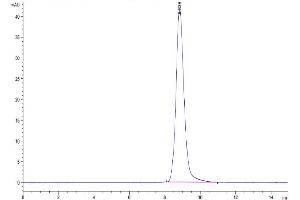 The purity of Cynomolgus NKG2C&CD94 is greater than 95 % as determined by SEC-HPLC. (NKG2C & CD94 (AA 98-231) protein (His tag,DYKDDDDK Tag))