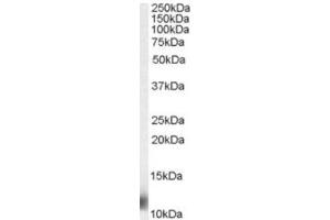 Image no. 1 for anti-Ribosomal Protein S27 (RPS27) (N-Term) antibody (ABIN374266) (RPS27 anticorps  (N-Term))