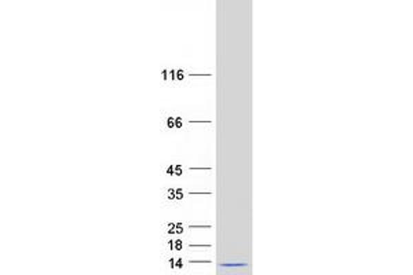 GNG13 Protein (Myc-DYKDDDDK Tag)