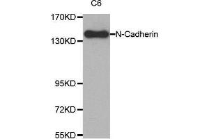 Western blot analysis of extracts from C6 cell lysate using N-cadherin antibody. (N-Cadherin anticorps  (AA 750-850))