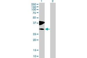 Western Blot analysis of C10orf81 expression in transfected 293T cell line by C10orf81 MaxPab polyclonal antibody. (C10orf81 anticorps  (AA 1-282))