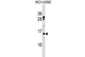 Western Blotting (WB) image for anti-Histone H2B Type 2-F (HIST2H2BF) antibody (ABIN2998663) (HIST2H2BF anticorps)