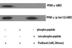 Western Blot (WB) analysis of specific cells using Phospho-PPAR-gamma (S112) Polyclonal Antibody. (PPARG anticorps  (pSer112))