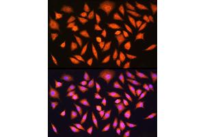 Immunofluorescence analysis of L929 cells using [KO Validated] HINT1 Rabbit pAb  at dilution of 1:100 (40x lens). (HINT1 anticorps  (AA 1-126))