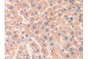 Detection of MAOB in Mouse Liver Tissue using Polyclonal Antibody to Monoamine Oxidase B (MAOB) (Monoamine Oxidase B anticorps  (AA 206-505))