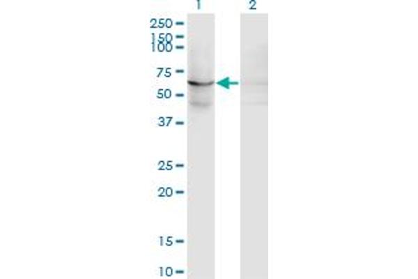 EFHC1 anticorps  (AA 270-378)