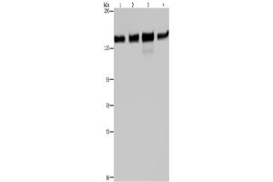 Western Blotting (WB) image for anti-Golgin A2 (GOLGA2) antibody (ABIN2423554) (Golgin A2 (GOLGA2) anticorps)
