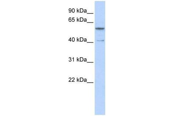 ZNF284 anticorps  (C-Term)