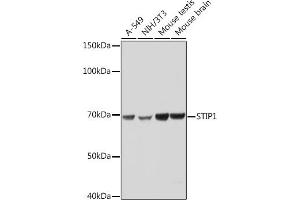 Western blot analysis of extracts of various cell lines, using STIP1 Rabbit mAb (ABIN1512566, ABIN3020619, ABIN3020620 and ABIN7101303) at 1:1000 dilution. (STIP1 anticorps)