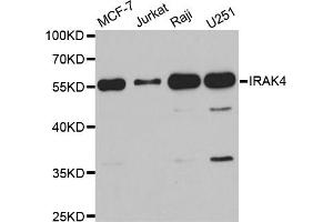 Western blot analysis of extracts of various cell lines, using IRAK4 antibody. (IRAK4 anticorps)