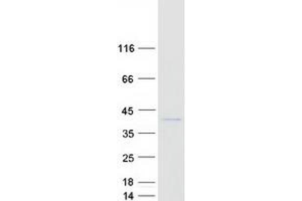 MOSC1 Protein (Myc-DYKDDDDK Tag)