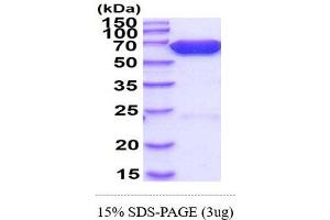 SDS-PAGE (SDS) image for Luciferase (AA 1-550) protein (His tag) (ABIN667203) (Luciferase Protein (AA 1-550) (His tag))