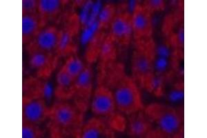 Immunofluorescence analysis of Rat liver tissue using CYCS Monoclonal Antibody at dilution of 1:200. (Cytochrome C anticorps)